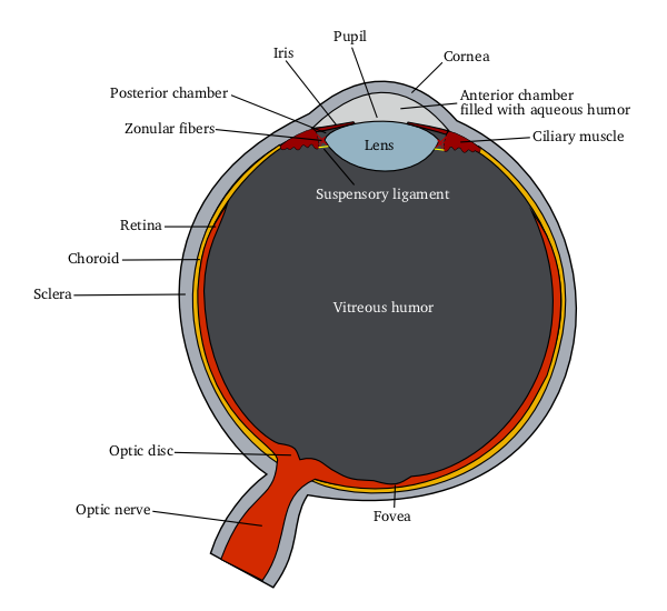 cross-section diagram of human eye with labeled parts (retina, lens, optic nerve)