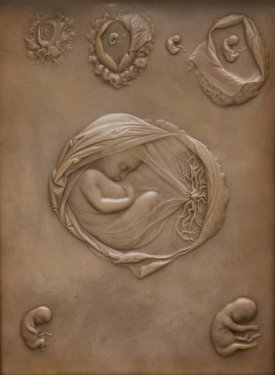 human embryo development stages**