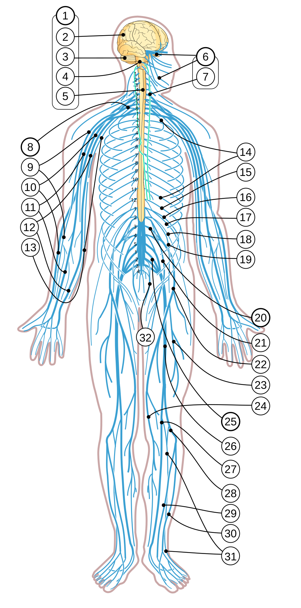 human nervous system labelled diagram**