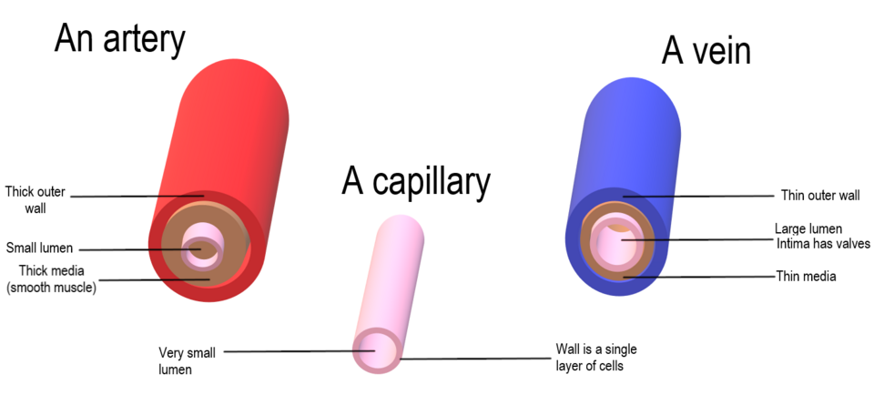 cross-section of artery, vein, and capillary**