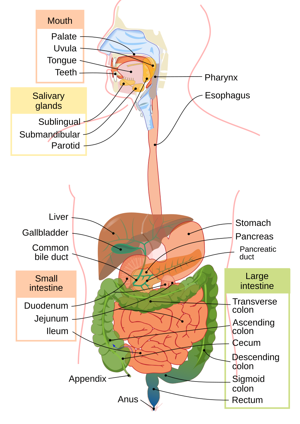 human digestive system diagram**
