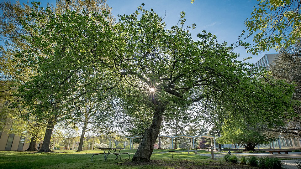 newton apple tree