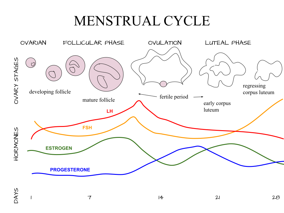 menstrual cycle phases diagram**