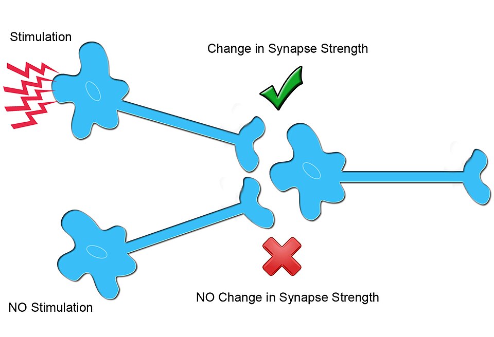 Synaptic plasticity diagram