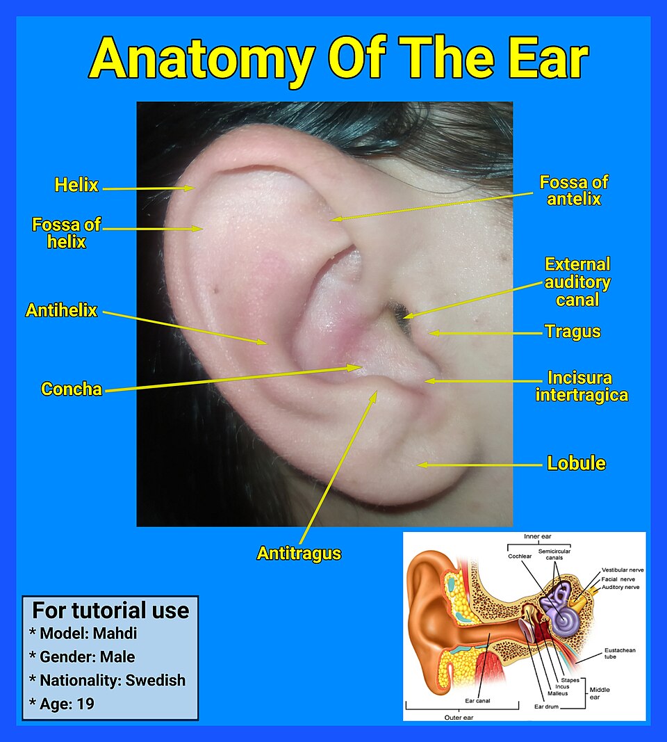 ear anatomy labelled diagram**