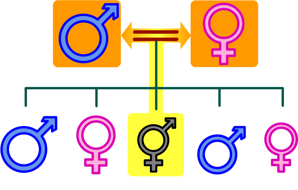 nuclear family structure labelled diagram