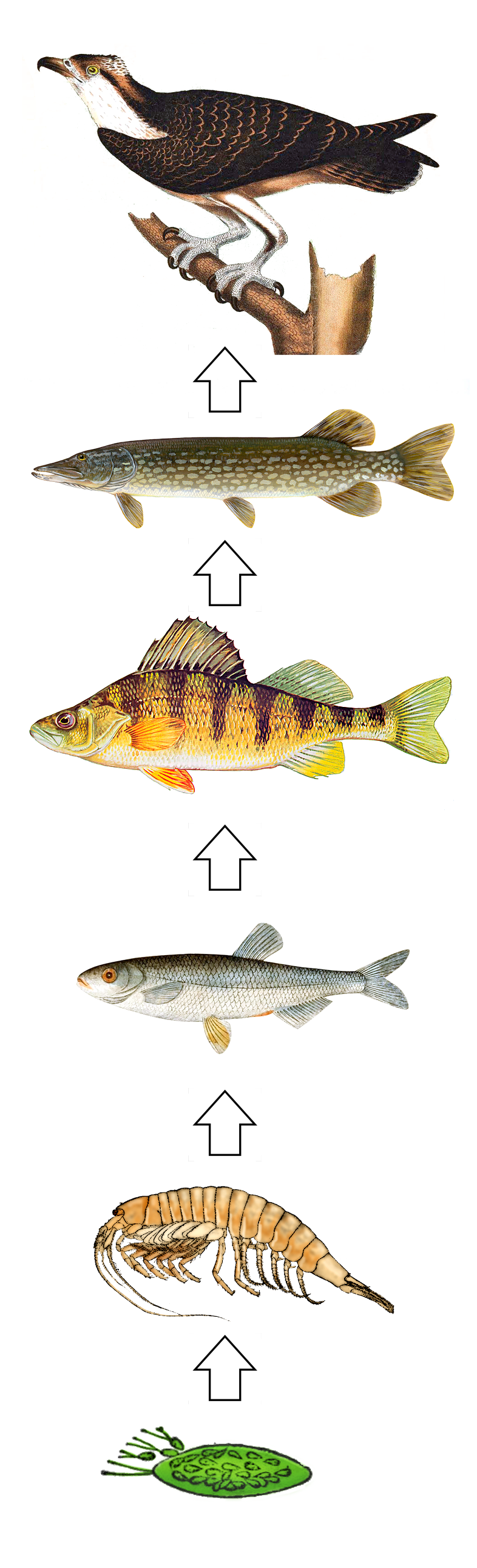 food chain diagram**