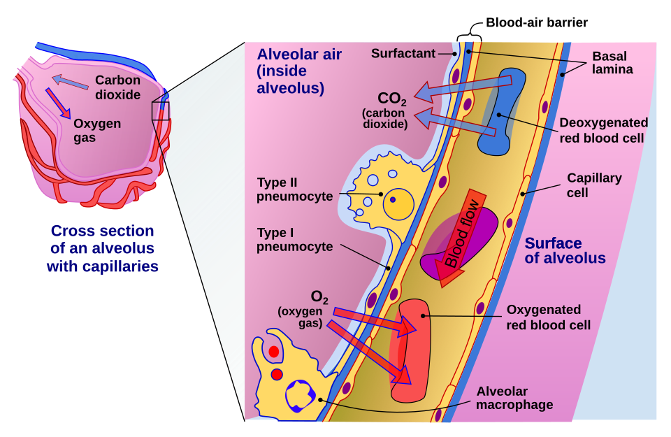 alveolus and capillary gas exchange**