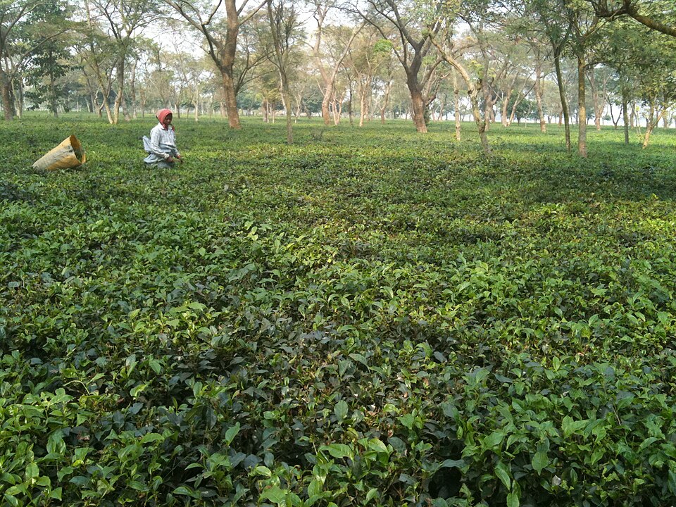 nepal tea plantation