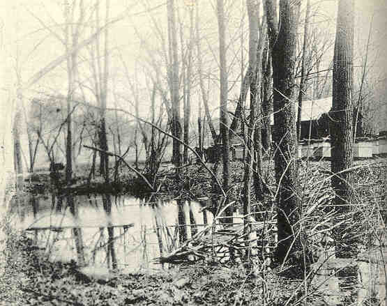 frog in habitat**