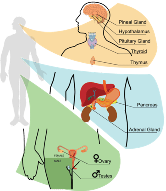 endocrine system diagram**