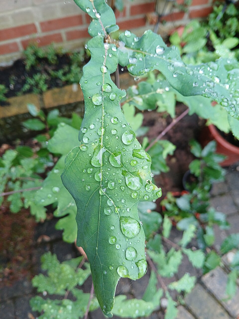 water droplet on leaf surface tension