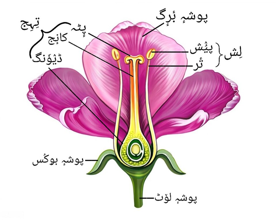 parts of a flower labelled