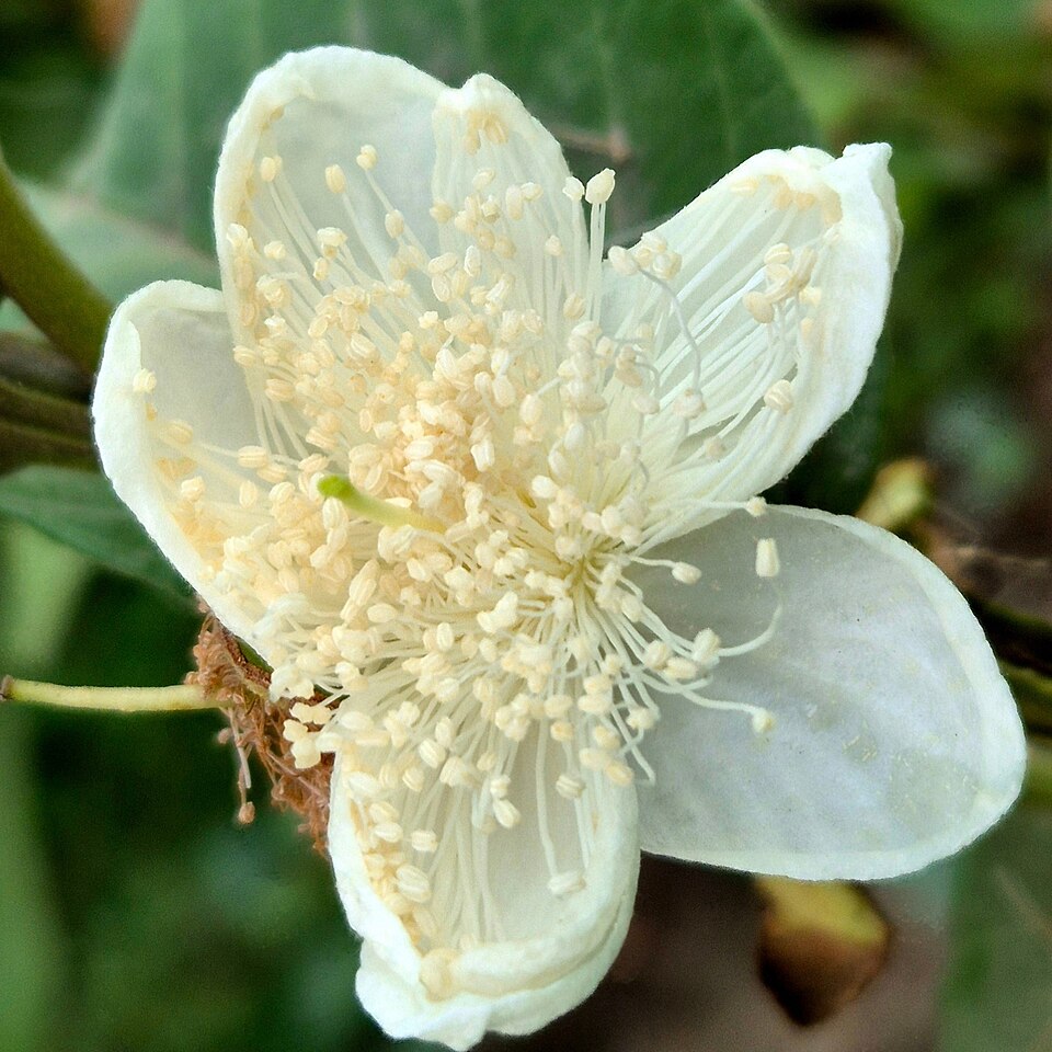 angiosperm flower parts**