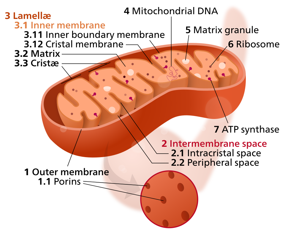 mitochondrion structure**