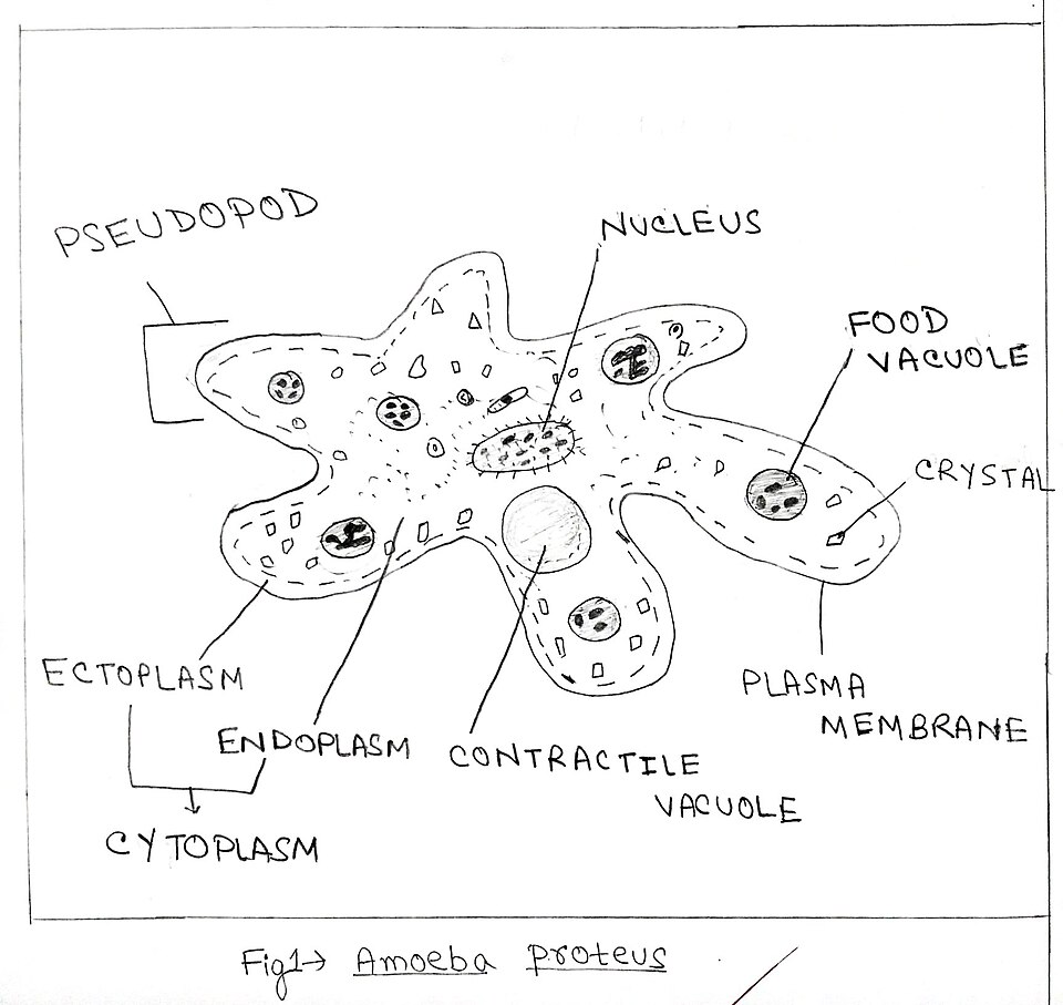 amoeba proteus diagram**
