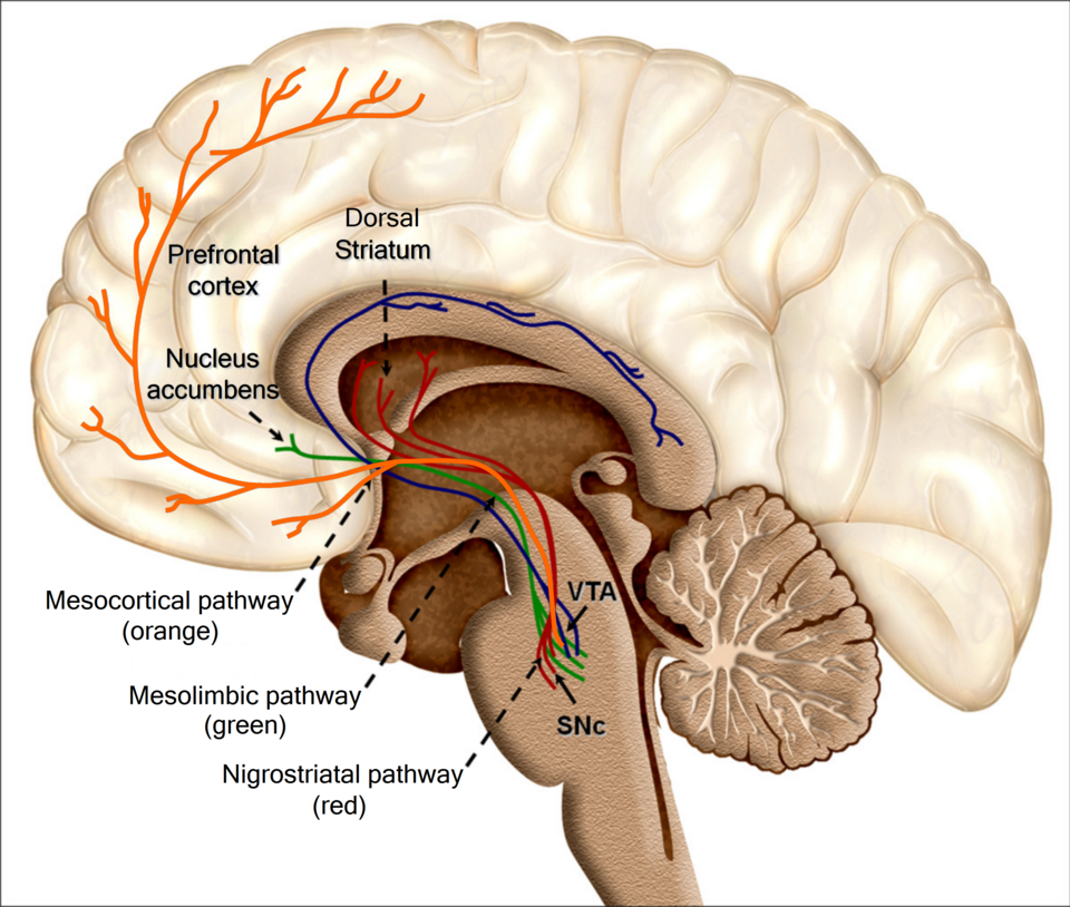 brain reward system dopamine pathway