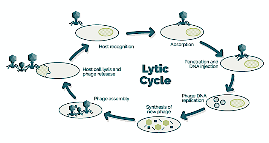 lytic cycle steps**