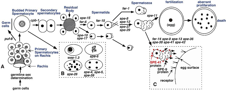 spermatogenesis stages diagram**