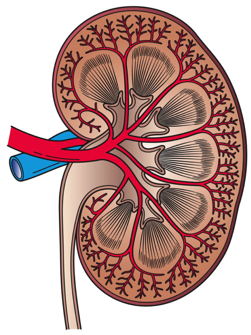 kidney cross-section diagram**