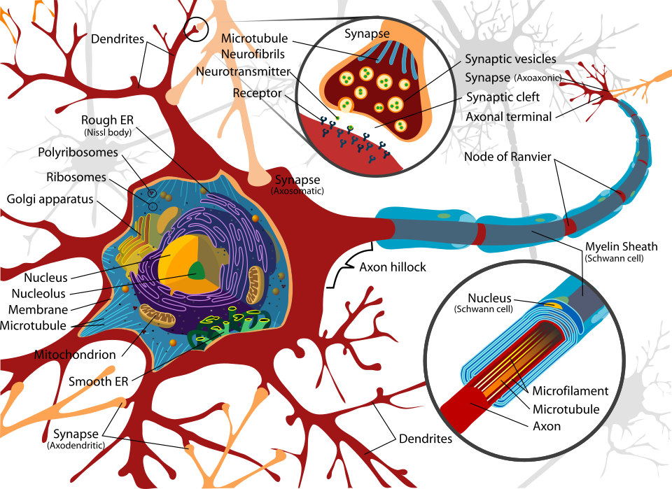 neuron diagram
