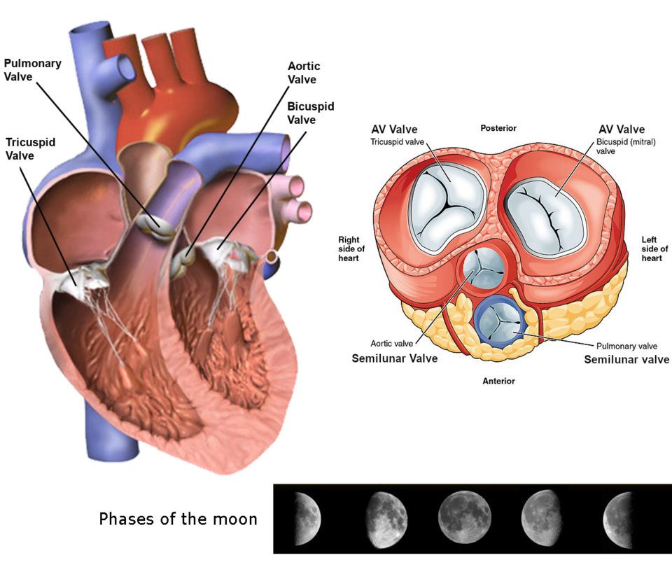 human heart diagram with valves labelled**