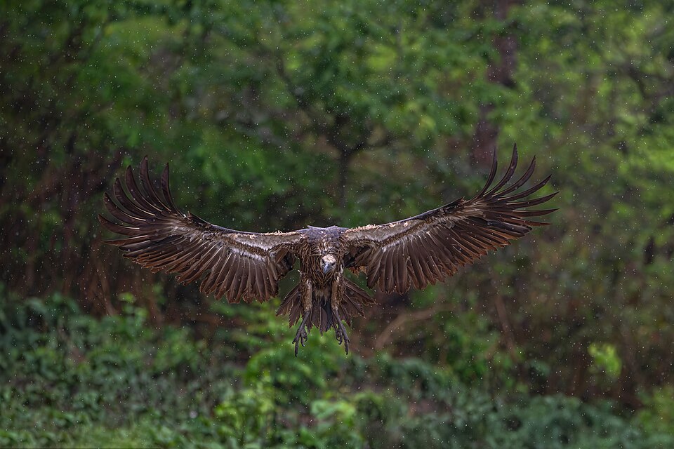Chitwan National Park