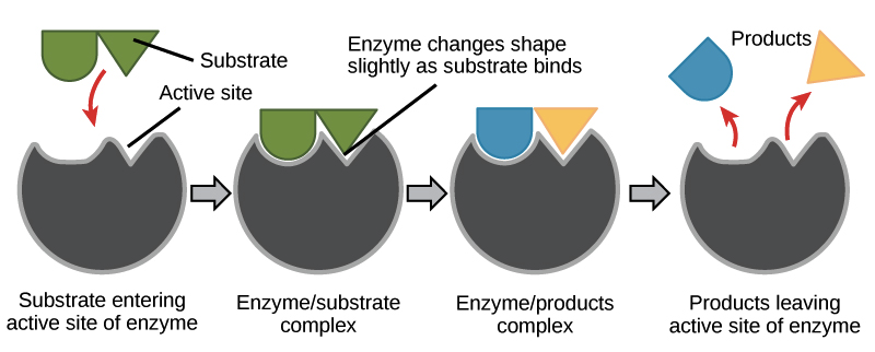 enzyme-substrate complex labelled diagram