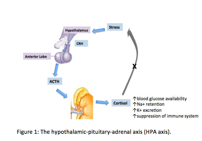 HPA axis labelled diagram**