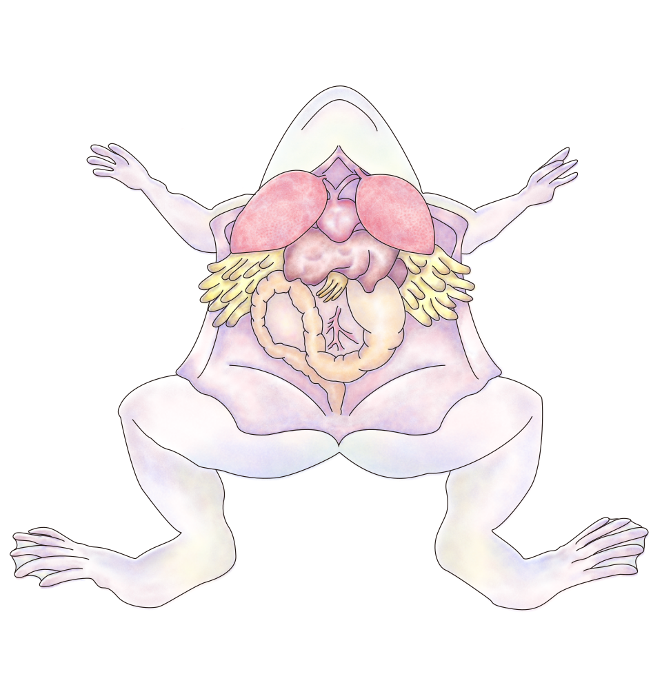 frog digestive system**