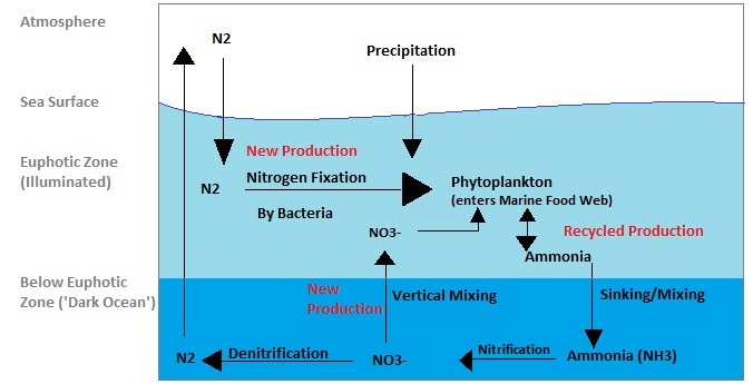 nitrogen cycle labelled diagram**